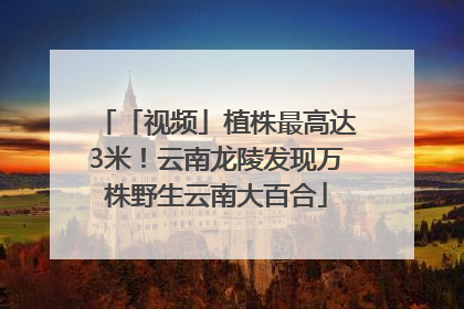「视频」植株最高达3米！云南龙陵发现万株野生云南大百合