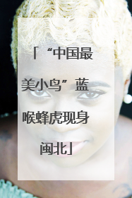 “中国最美小鸟”蓝喉蜂虎现身闽北