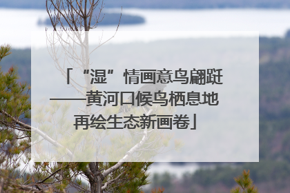 “湿”情画意鸟翩跹——黄河口候鸟栖息地再绘生态新画卷