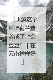 玉溪这个村把荷兰猪养成了“金豆豆”｜在云南样样好