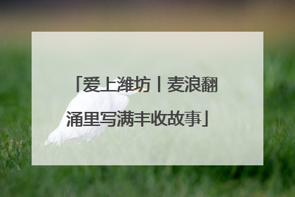 爱上潍坊丨麦浪翻涌里写满丰收故事