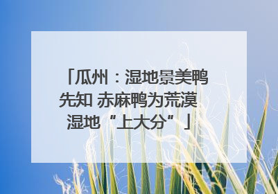 瓜州：湿地景美鸭先知 赤麻鸭为荒漠湿地“上大分”