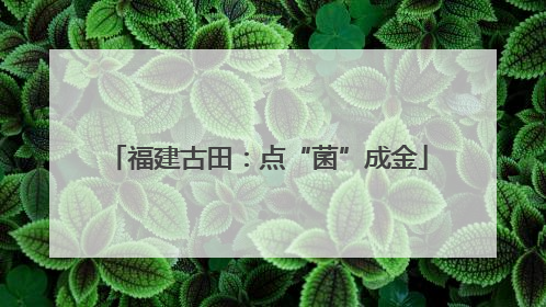 福建古田：点“菌”成金
