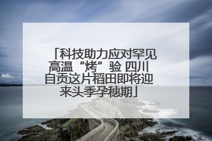 科技助力应对罕见高温“烤”验 四川自贡这片稻田即将迎来头季孕穗期