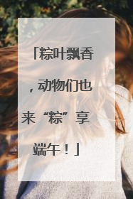 粽叶飘香，动物们也来“粽”享端午！