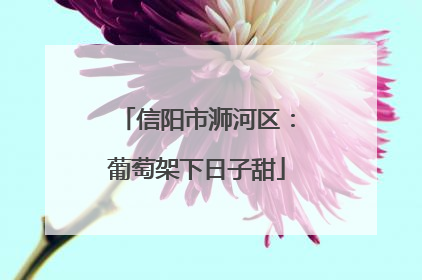 信阳市浉河区：葡萄架下日子甜
