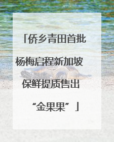 侨乡青田首批杨梅启程新加坡 保鲜提质售出“金果果”