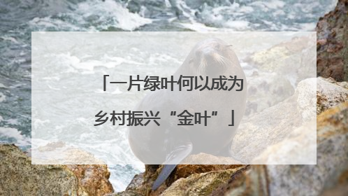 一片绿叶何以成为乡村振兴“金叶”