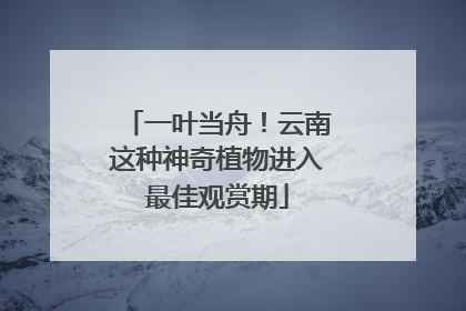 一叶当舟！云南这种神奇植物进入最佳观赏期