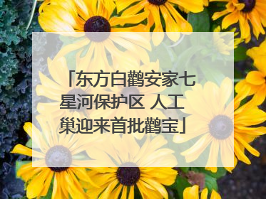 东方白鹳安家七星河保护区 人工巢迎来首批鹳宝