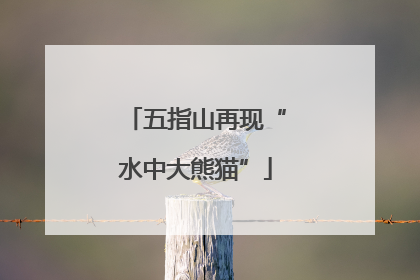 五指山再现“水中大熊猫”