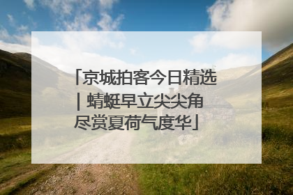 京城拍客今日精选｜蜻蜓早立尖尖角 尽赏夏荷气度华