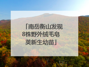 南岳衡山发现8株野外绒毛皂荚新生幼苗