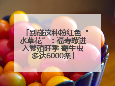 别碰这种粉红色“水草花”：福寿螺进入繁殖旺季 寄生虫多达6000条