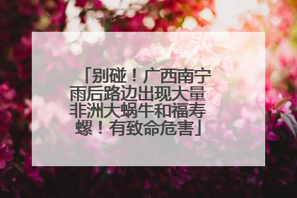 别碰！广西南宁雨后路边出现大量非洲大蜗牛和福寿螺！有致命危害