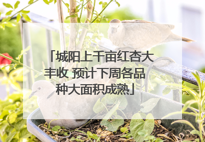 城阳上千亩红杏大丰收 预计下周各品种大面积成熟