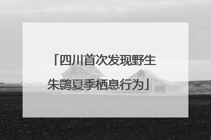 四川首次发现野生朱鹮夏季栖息行为