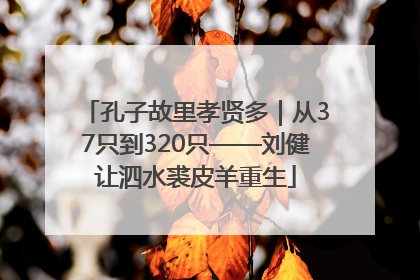 孔子故里孝贤多｜从37只到320只——刘健让泗水裘皮羊重生