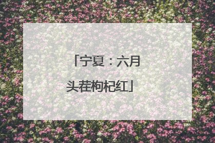宁夏：六月头茬枸杞红