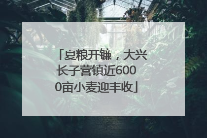 夏粮开镰，大兴长子营镇近6000亩小麦迎丰收