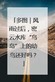 多图｜风雨过后，密云水库“鸟岛”上的幼鸟还好吗？