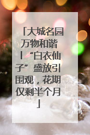 大城名园 万物和谐│“白衣仙子”盛放引围观，花期仅剩半个月