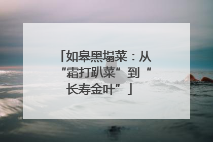 如皋黑塌菜：从“霜打趴菜”到“长寿金叶”