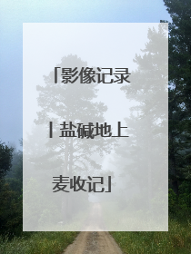 影像记录丨盐碱地上麦收记