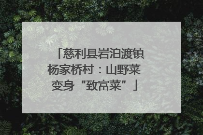 慈利县岩泊渡镇杨家桥村：山野菜变身“致富菜”