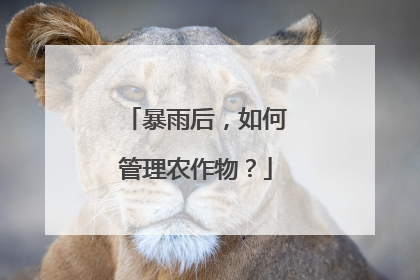 暴雨后，如何管理农作物？