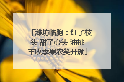 潍坊临朐：红了枝头 甜了心头 油桃丰收季果农笑开颜