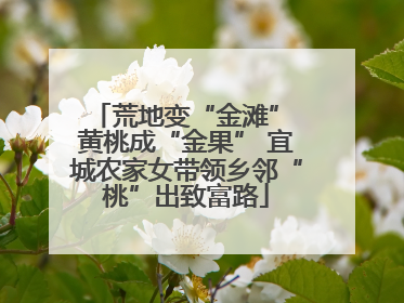 荒地变“金滩” 黄桃成“金果” 宜城农家女带领乡邻“桃”出致富路