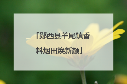 郧西县羊尾镇香料烟田焕新颜