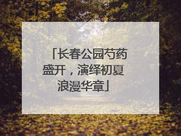 长春公园芍药盛开，演绎初夏浪漫华章