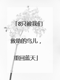 8只被我们救助的鸟儿，重回蓝天